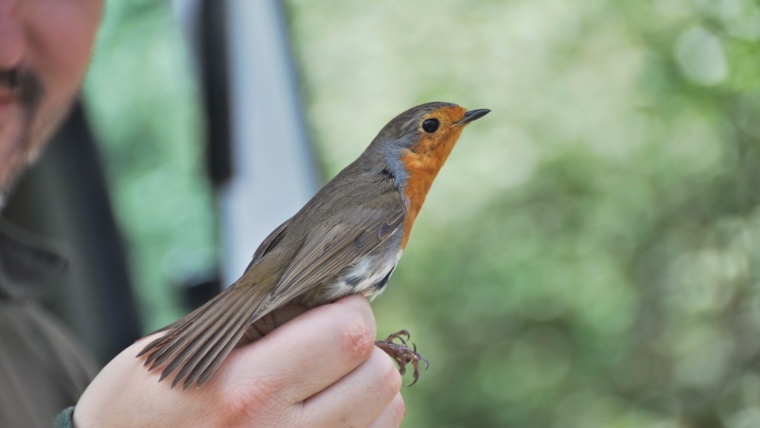 Anillamiento de aves en Pozo Gerente